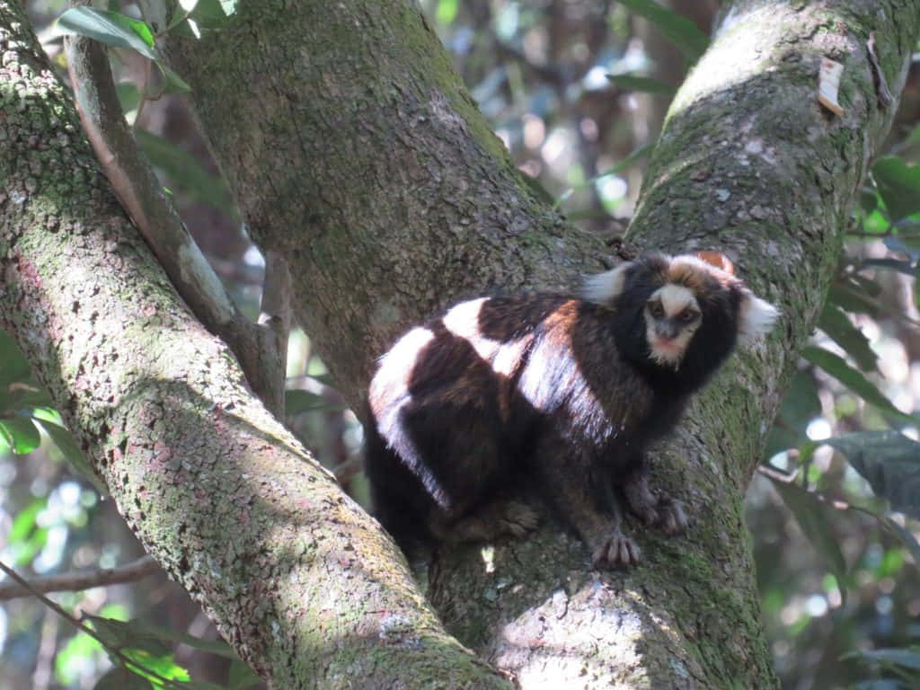 Marmoset Perchedin Tree Wallpaper