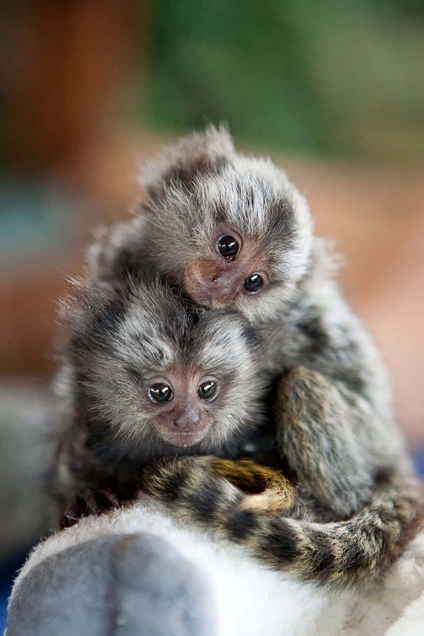 Marmoset Siblings Embrace Wallpaper