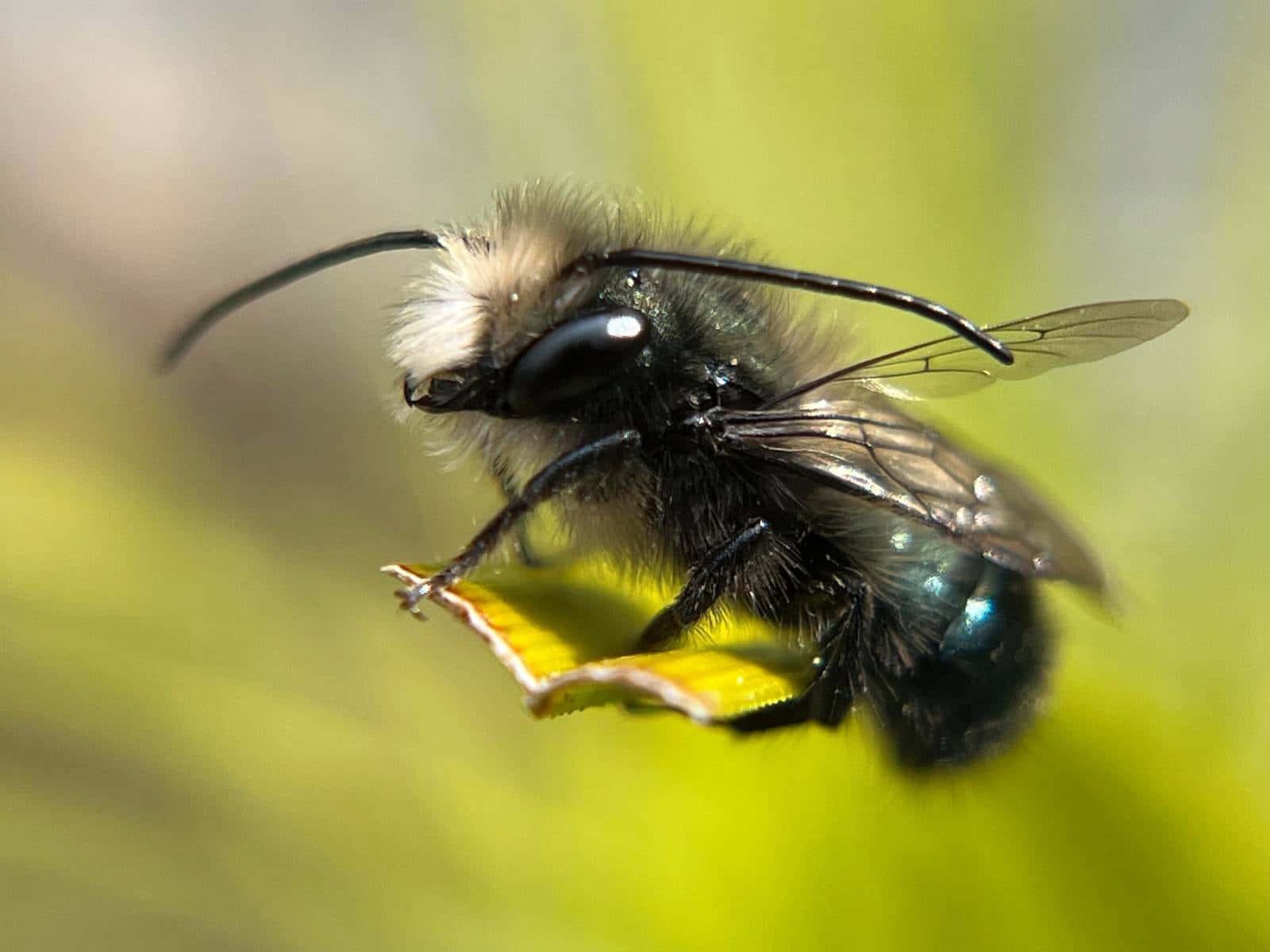 Mason Bee Closeup Wallpaper