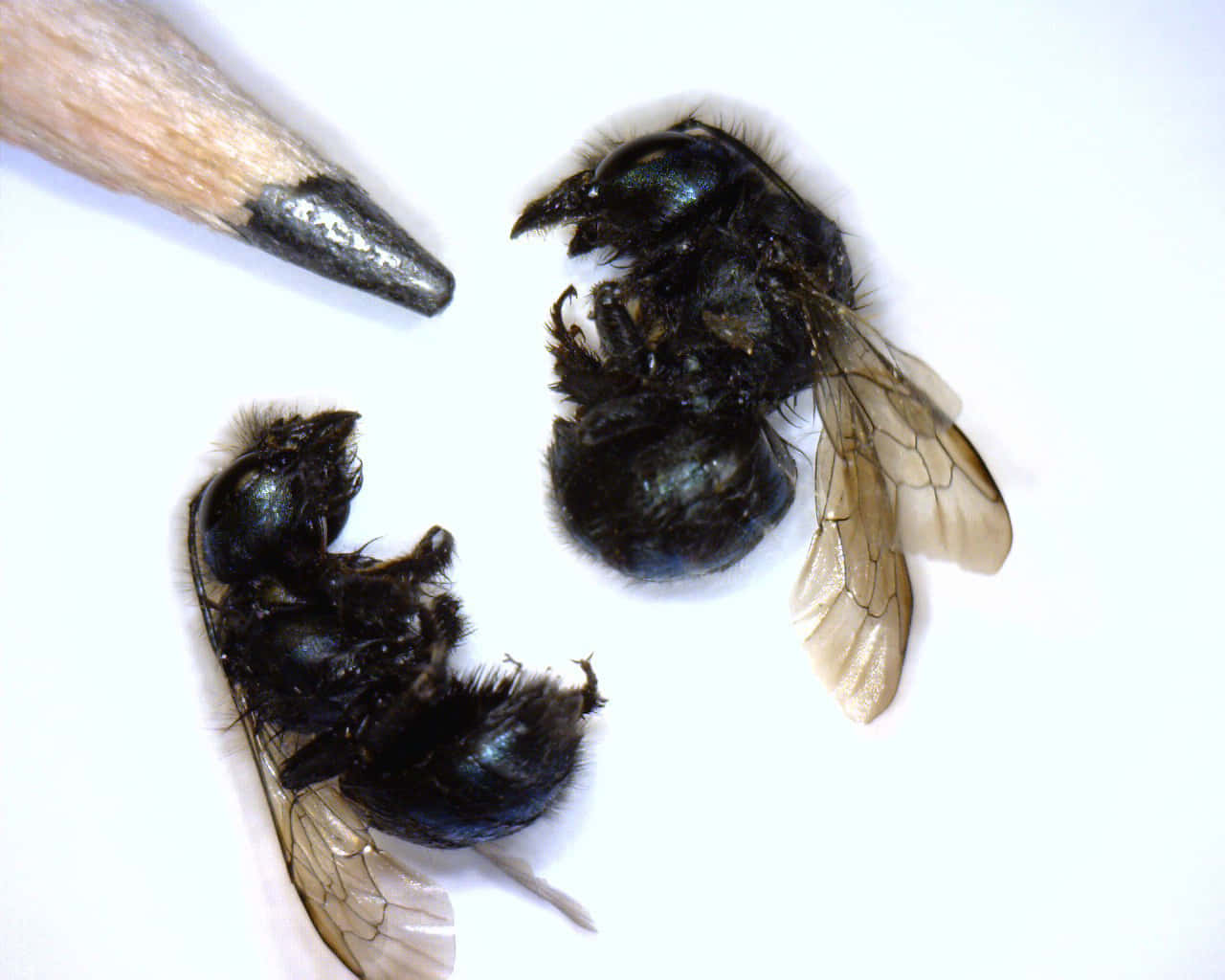 Mason Bee Comparisonwith Pencil Tip Wallpaper