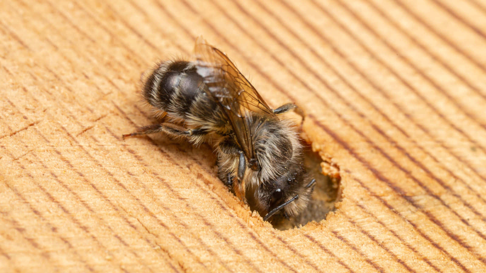 Mason Bee Entering Nesting Hole Wallpaper