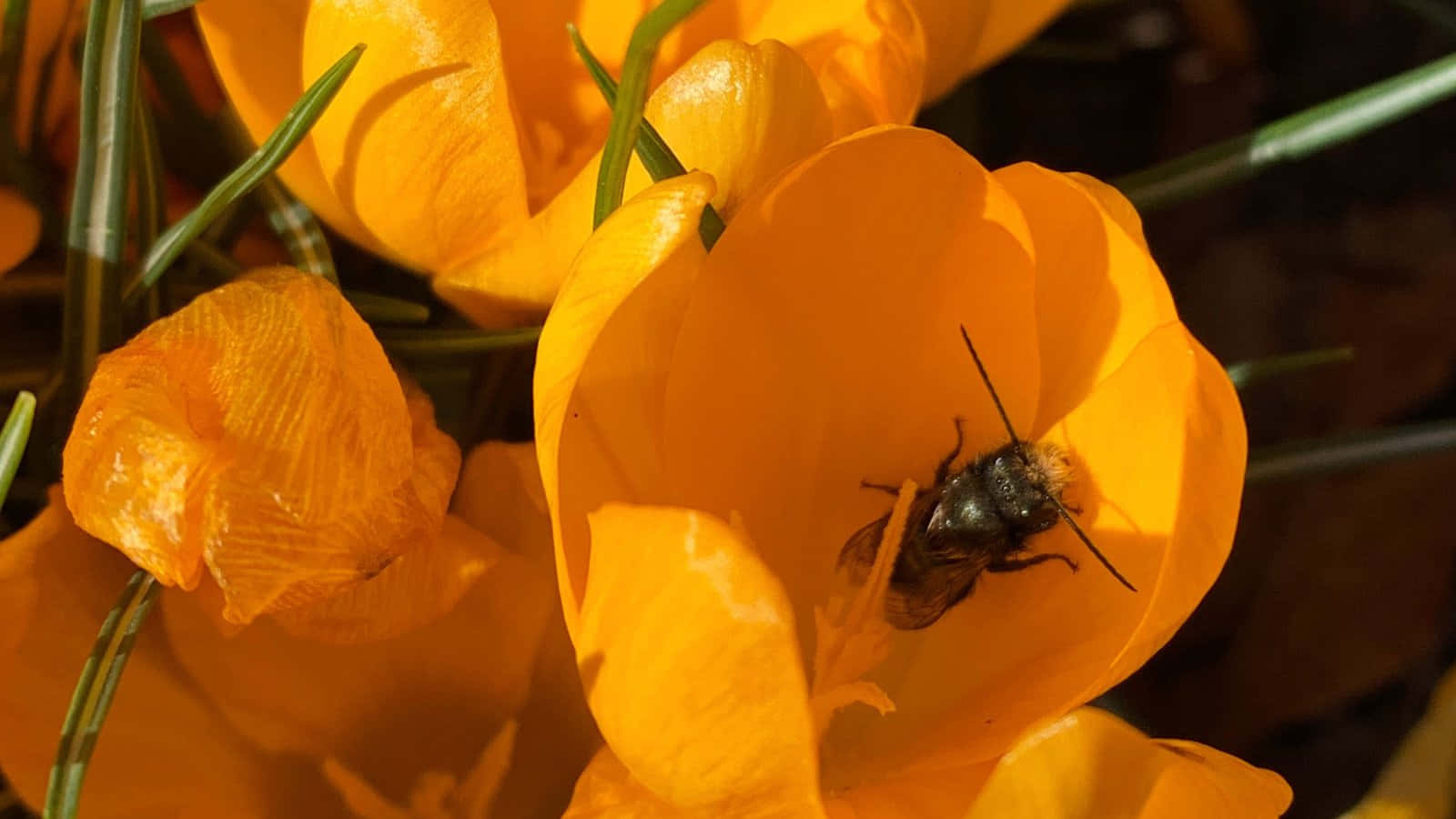 Mason Bee Inside Yellow Flower Wallpaper