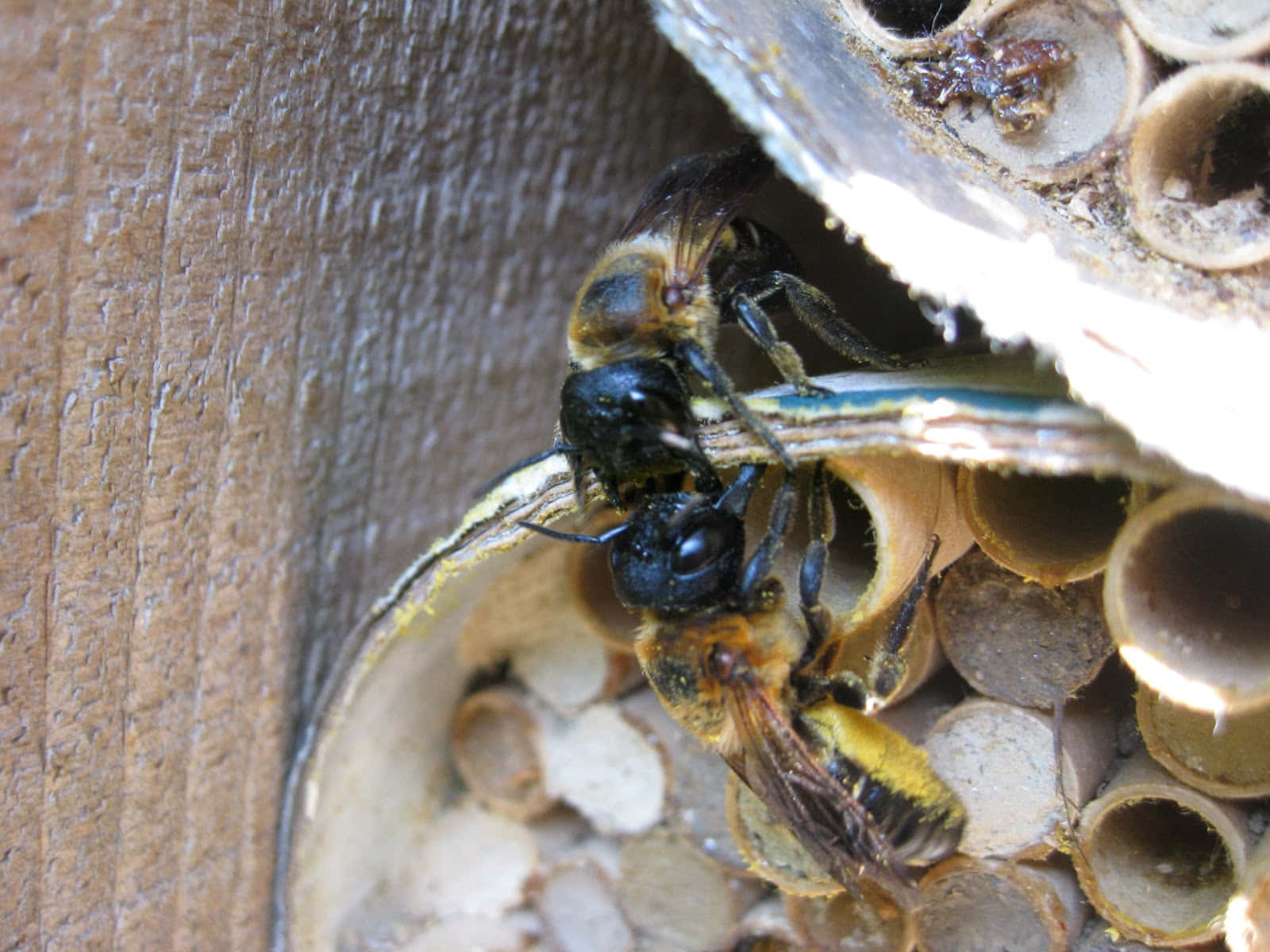 Mason Bee Nesting Tubes Wallpaper