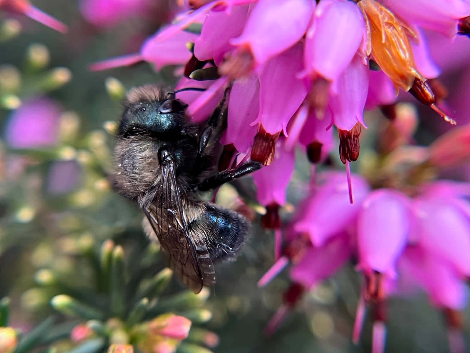 Mason Bee Pollinating Flowers.jpg Wallpaper