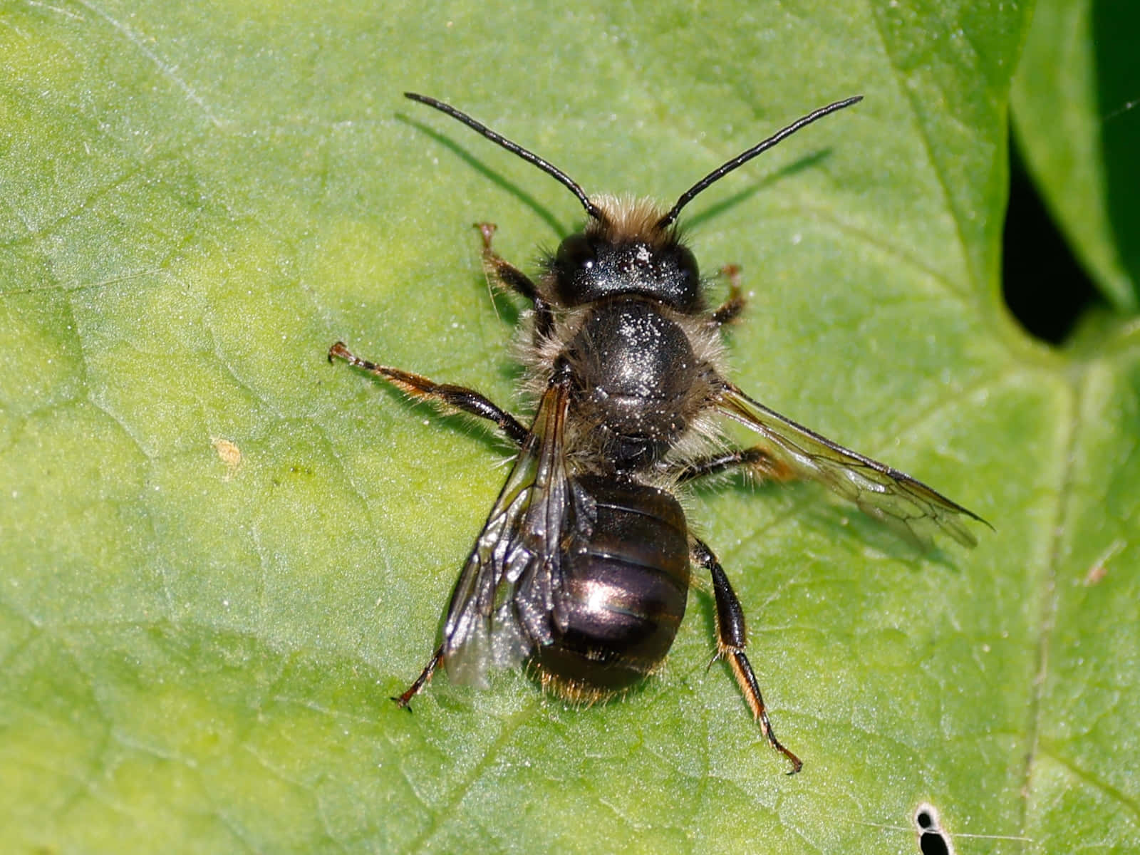 Mason Bee Restingon Leaf Wallpaper