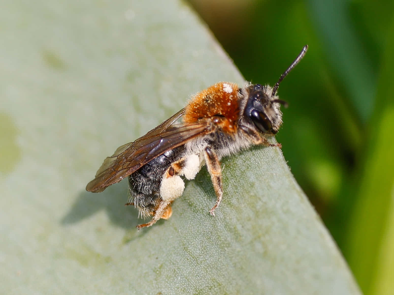 Mason Bee Restingon Leaf Wallpaper