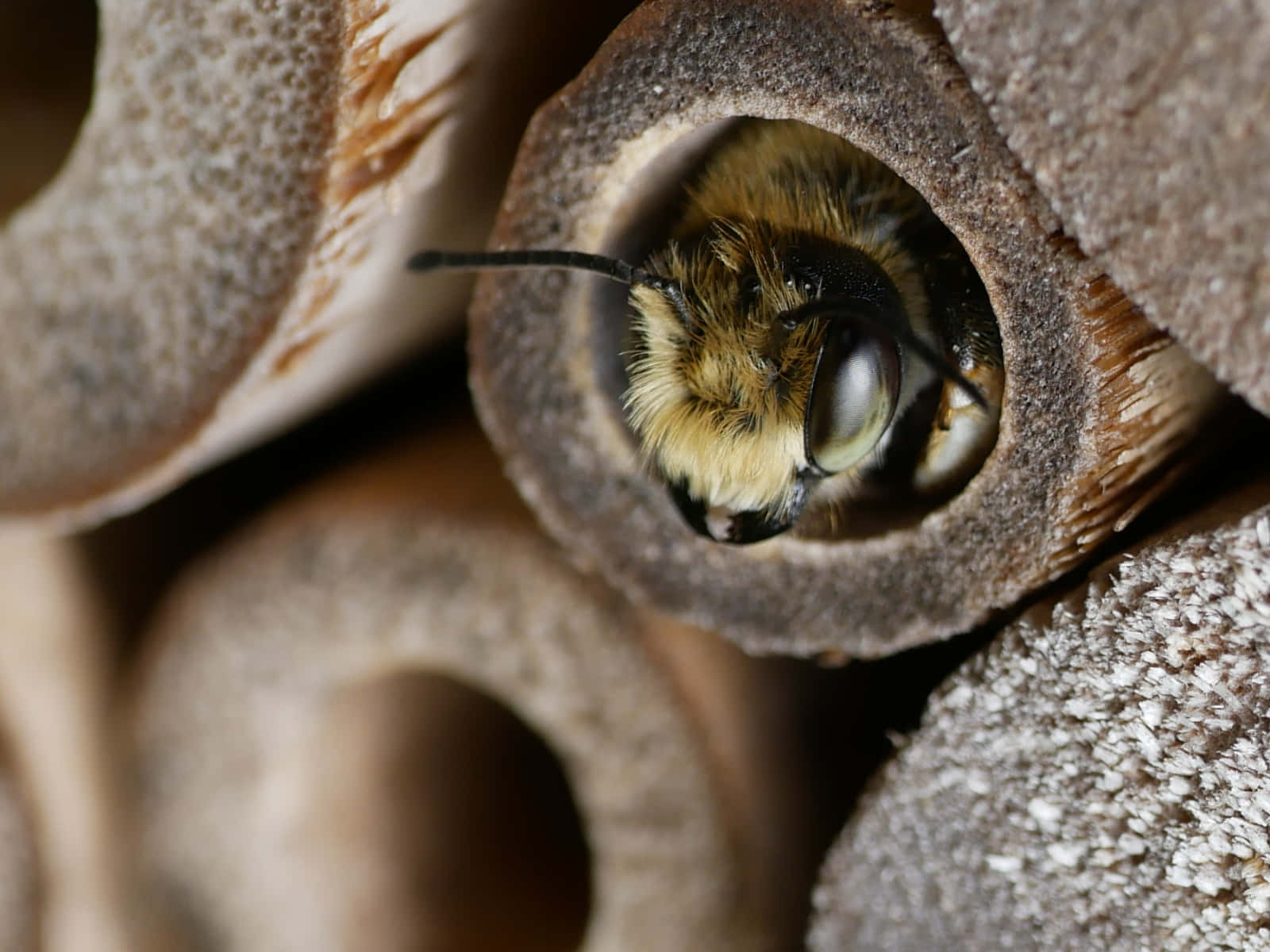 Mason Beein Nesting Tube Wallpaper