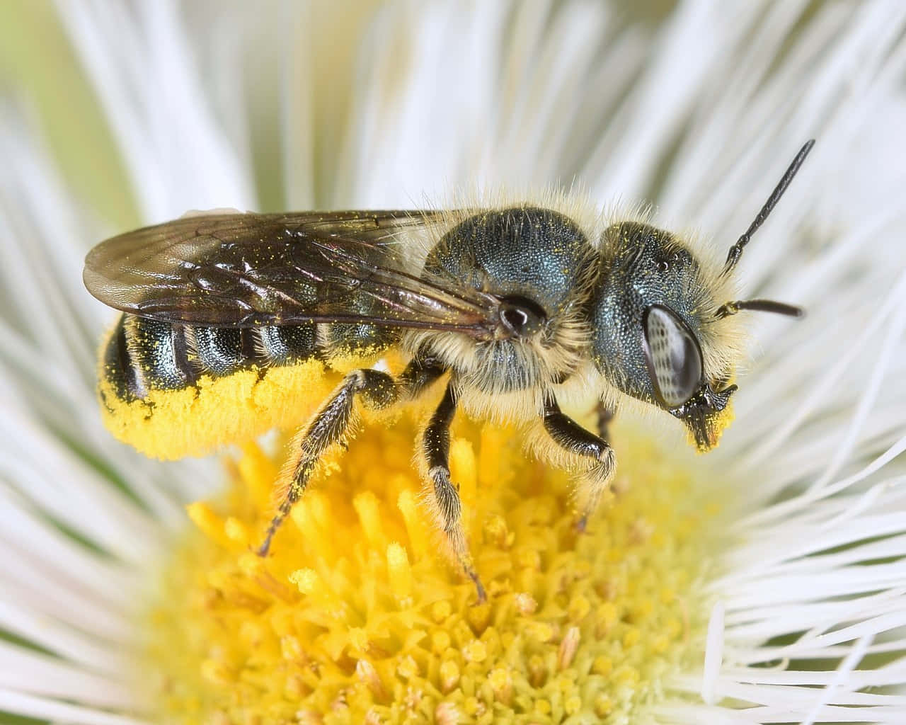 Mason Beeon Flower Pollen Collection Wallpaper