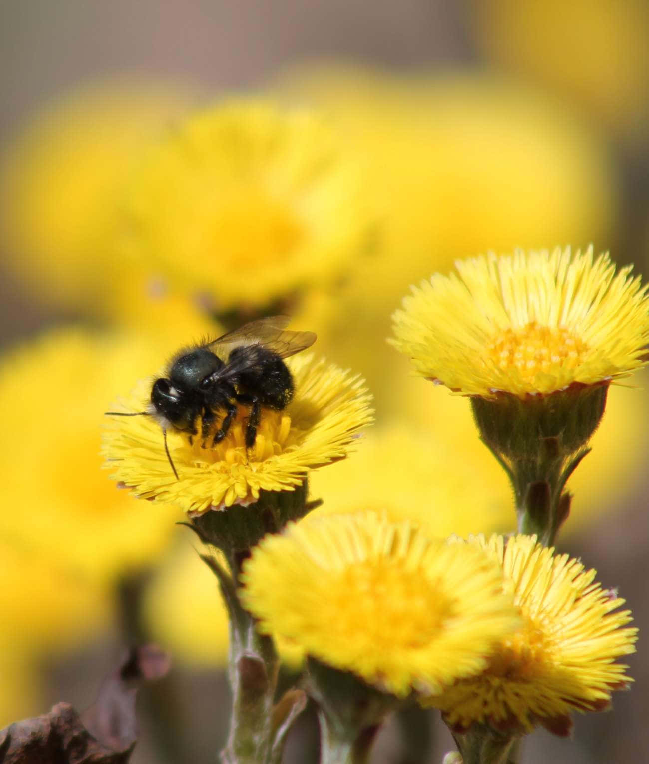 Mason Beeon Yellow Flowers Wallpaper