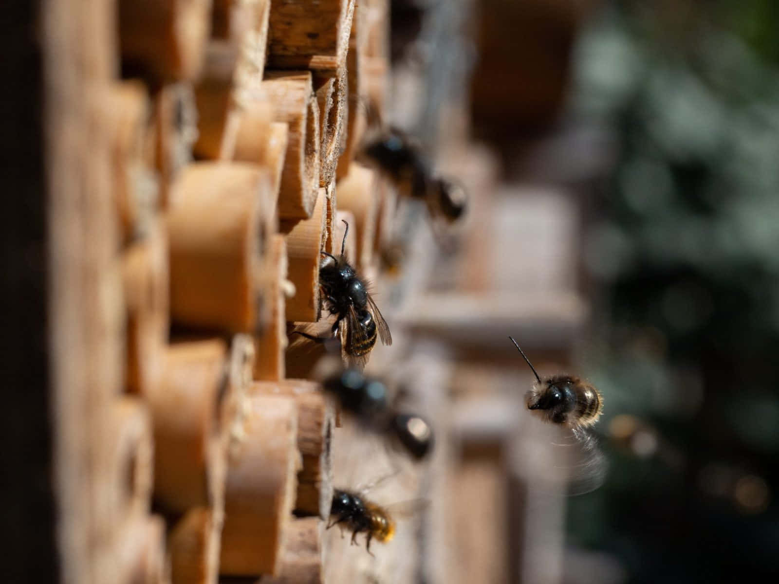 Mason_ Bees_ Active_at_ Wooden_ Nesting_ Blocks.jpg Wallpaper