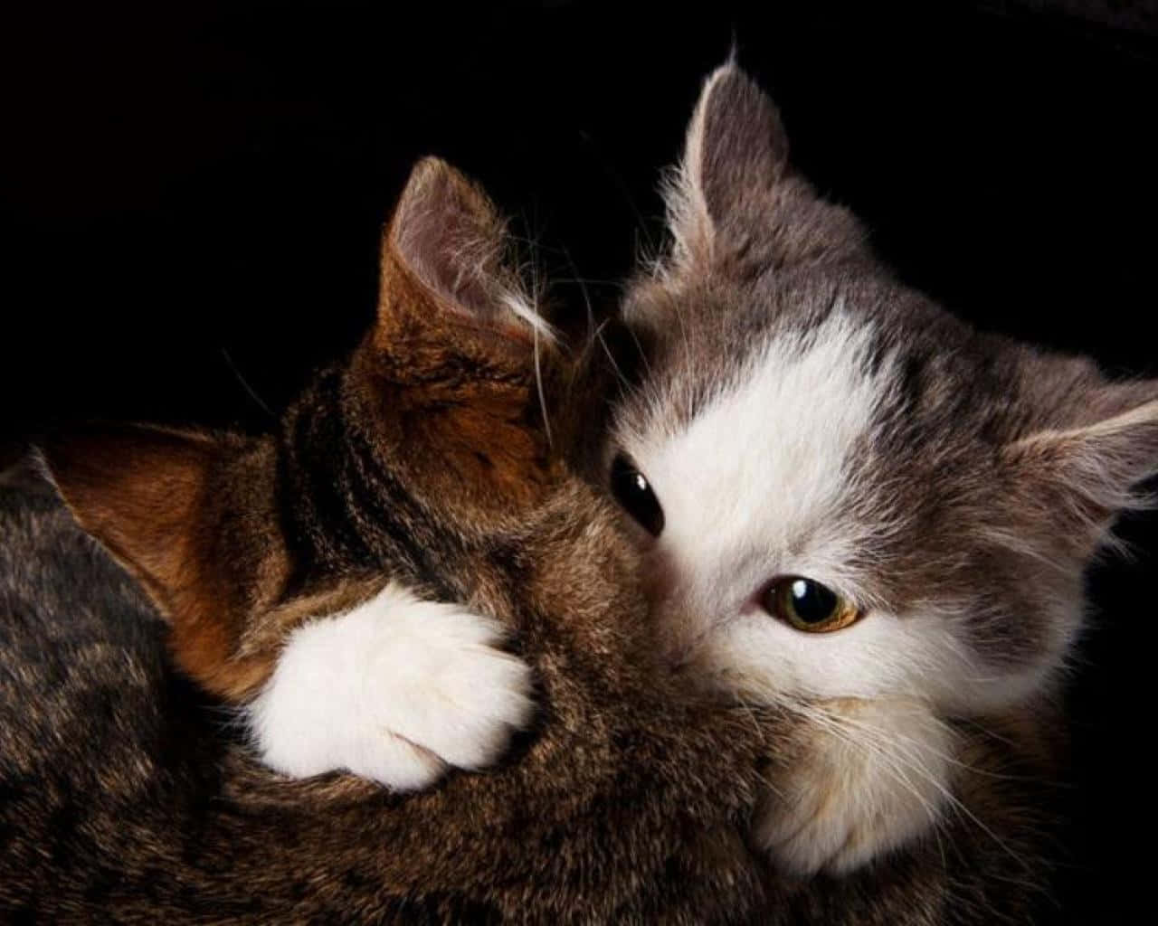 Matching Cat Pfp Hug Wallpaper