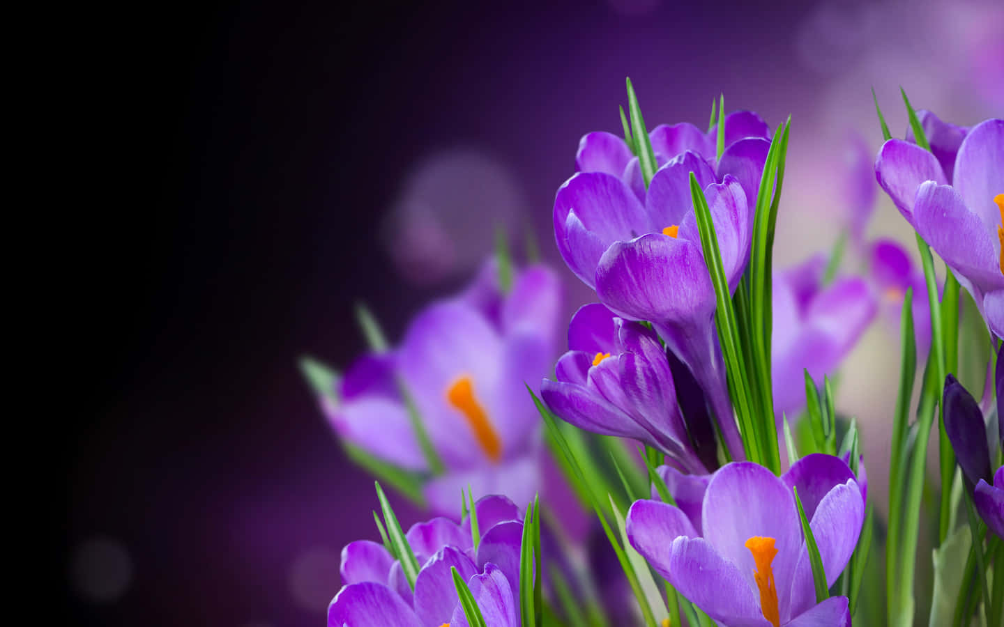 Mauve Crocus Flowers Bloom Wallpaper