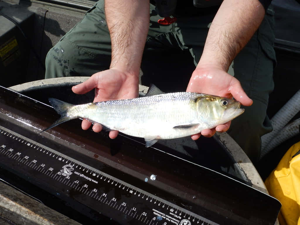 Measuring Freshly Caught Shad Wallpaper