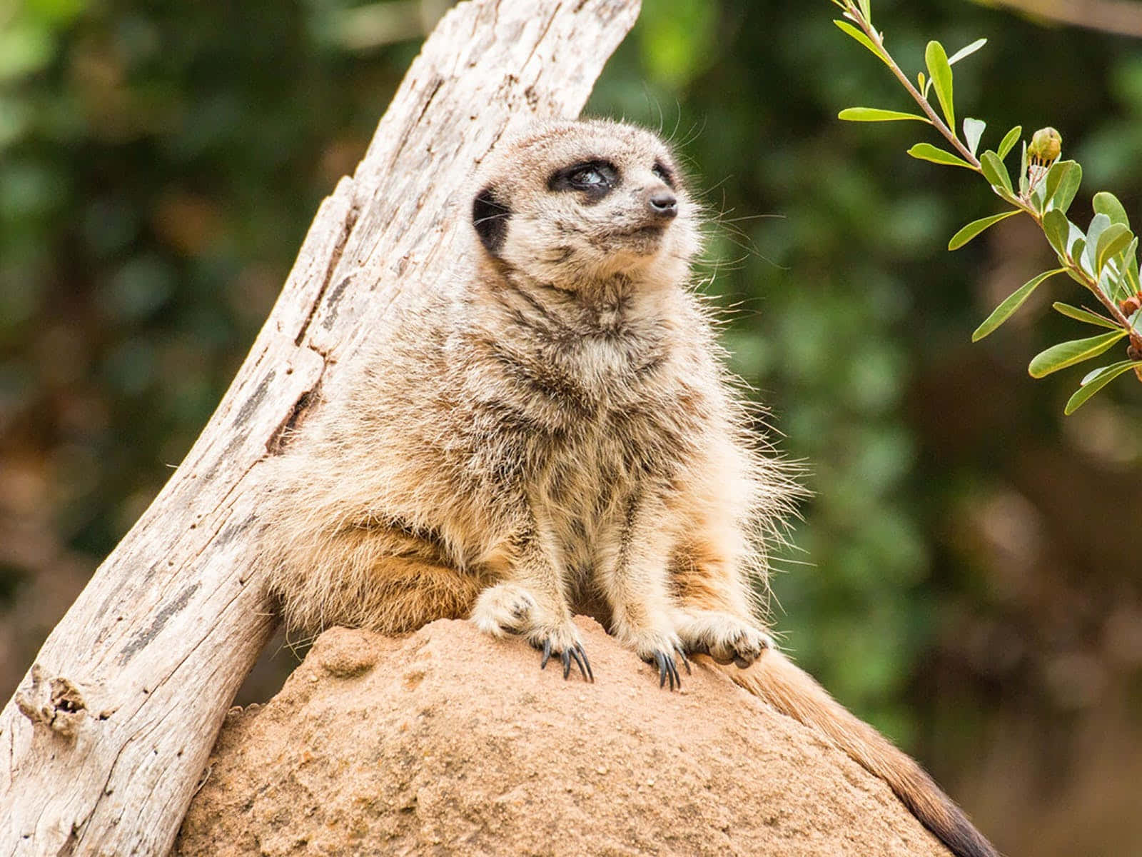 Meerkat On Lookout Melbourne Zoo Wallpaper