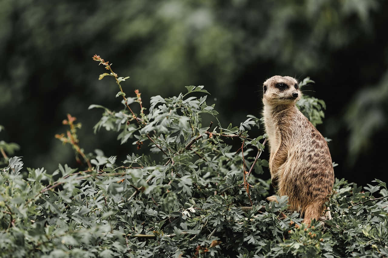 Meerkat Sentry Duty Wallpaper