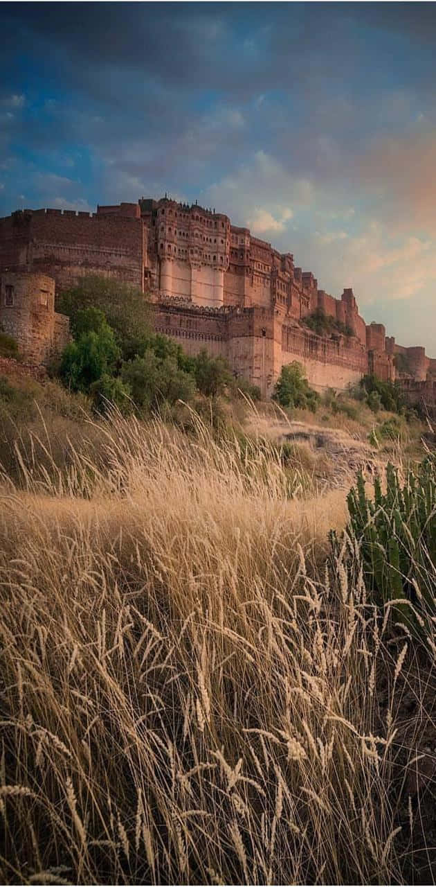 Mehrangarh Fort Phone Grass Wallpaper