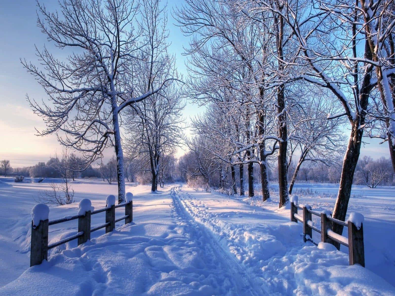 Melancholic Winter Landscape With Leafless Trees And Snow-covered Ground Wallpaper