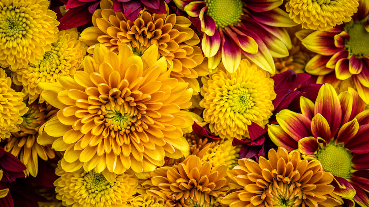 Mesmerizing Fall Flowers In Full Bloom Wallpaper