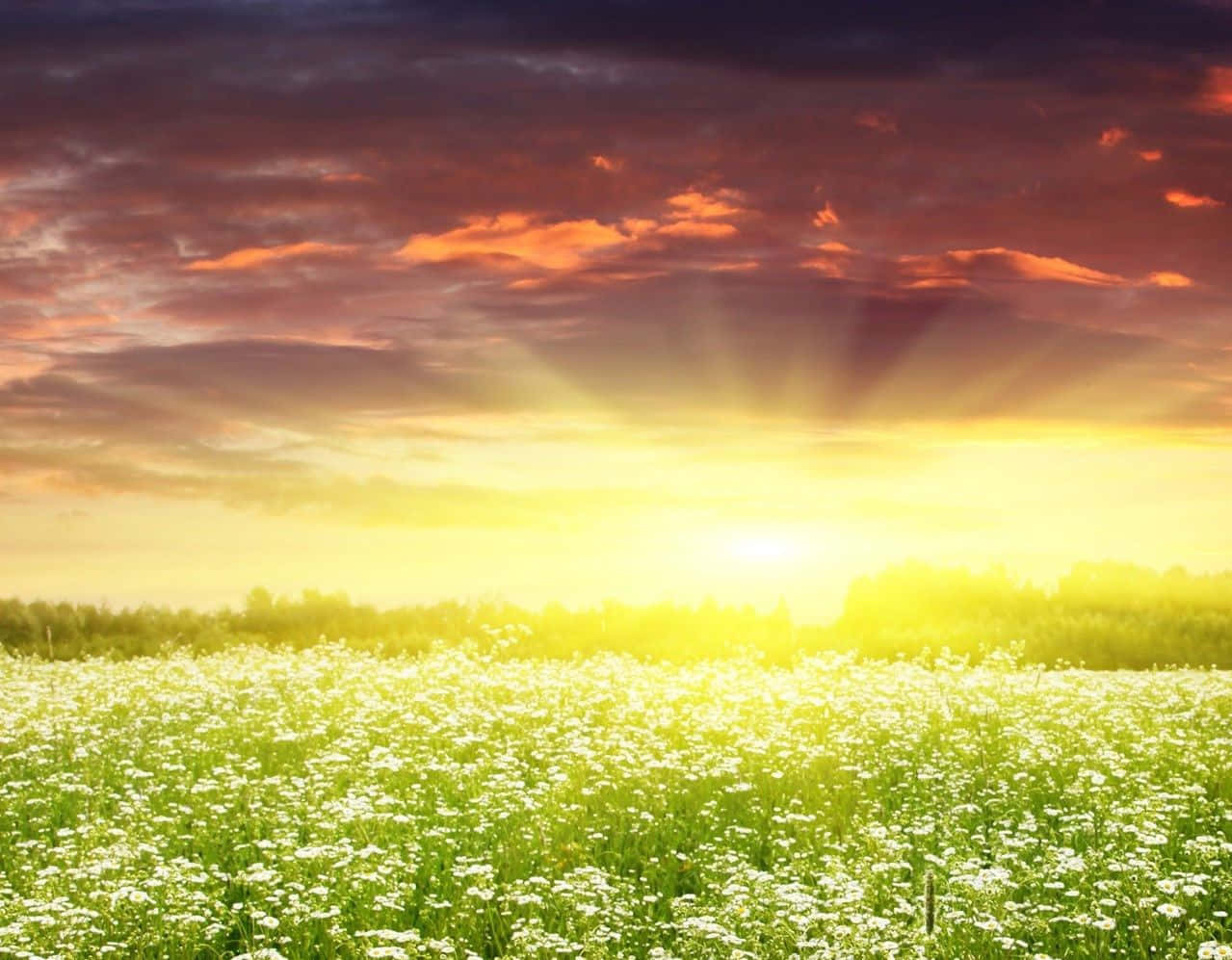 Mesmerizing Spring Sunrise Wallpaper