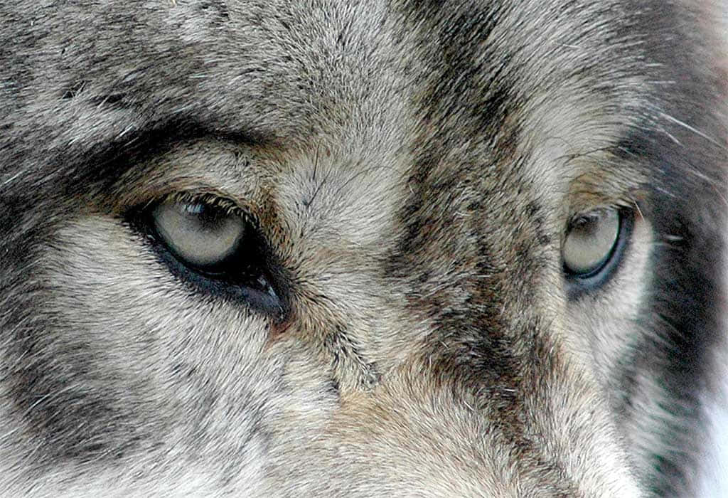 Mesmerizing Stare Of Piercing Wolf Eyes Wallpaper