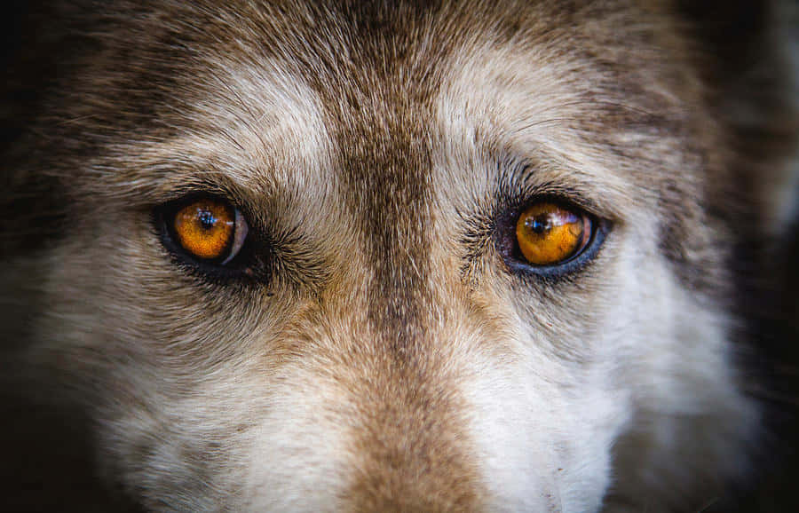 Mesmerizing Wolf Eyes Gazing In The Night Wallpaper