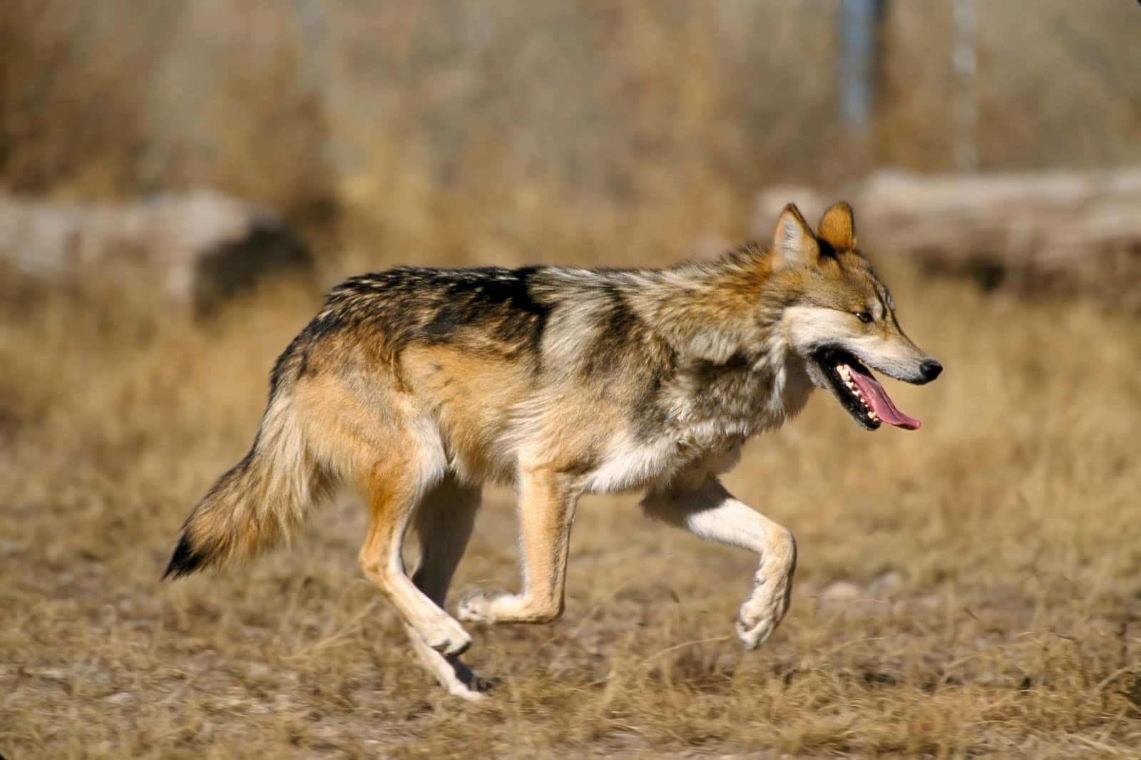 Mexican Wolf 1600 X 1066 Wallpaper Wallpaper