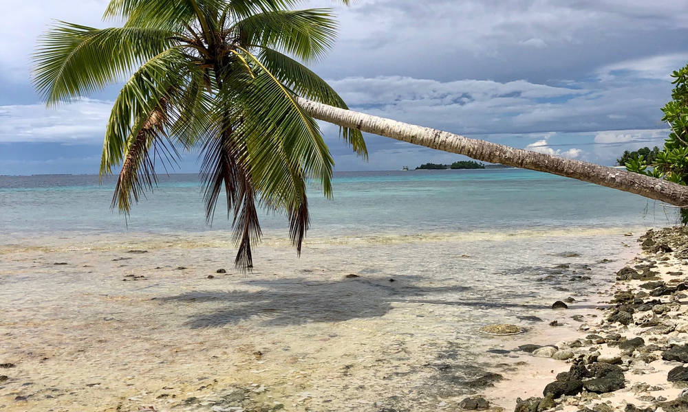 Micronesia Coconut Tree Bent Wallpaper