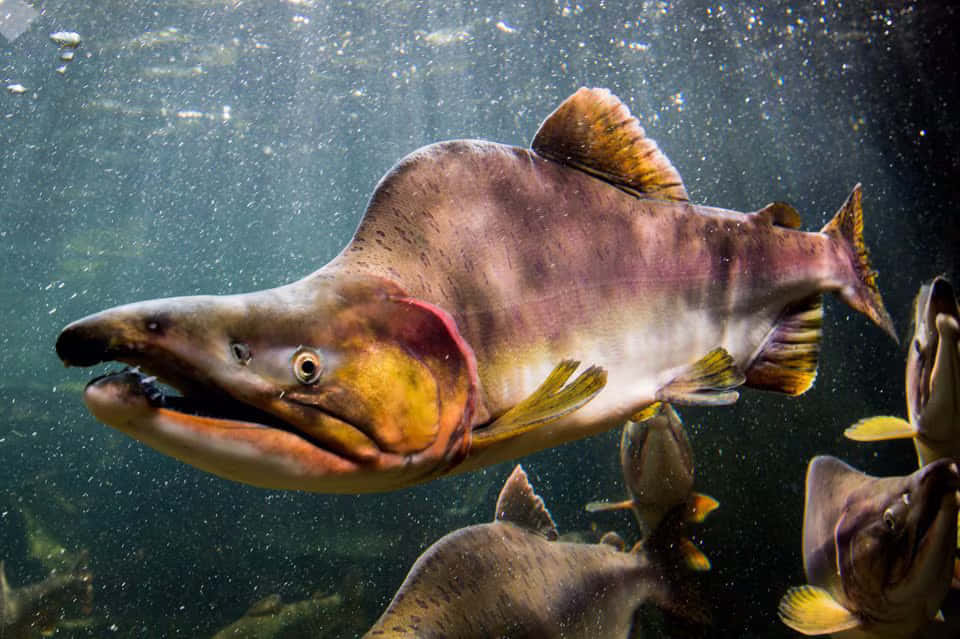 Migrating Pink Salmon Underwater Wallpaper