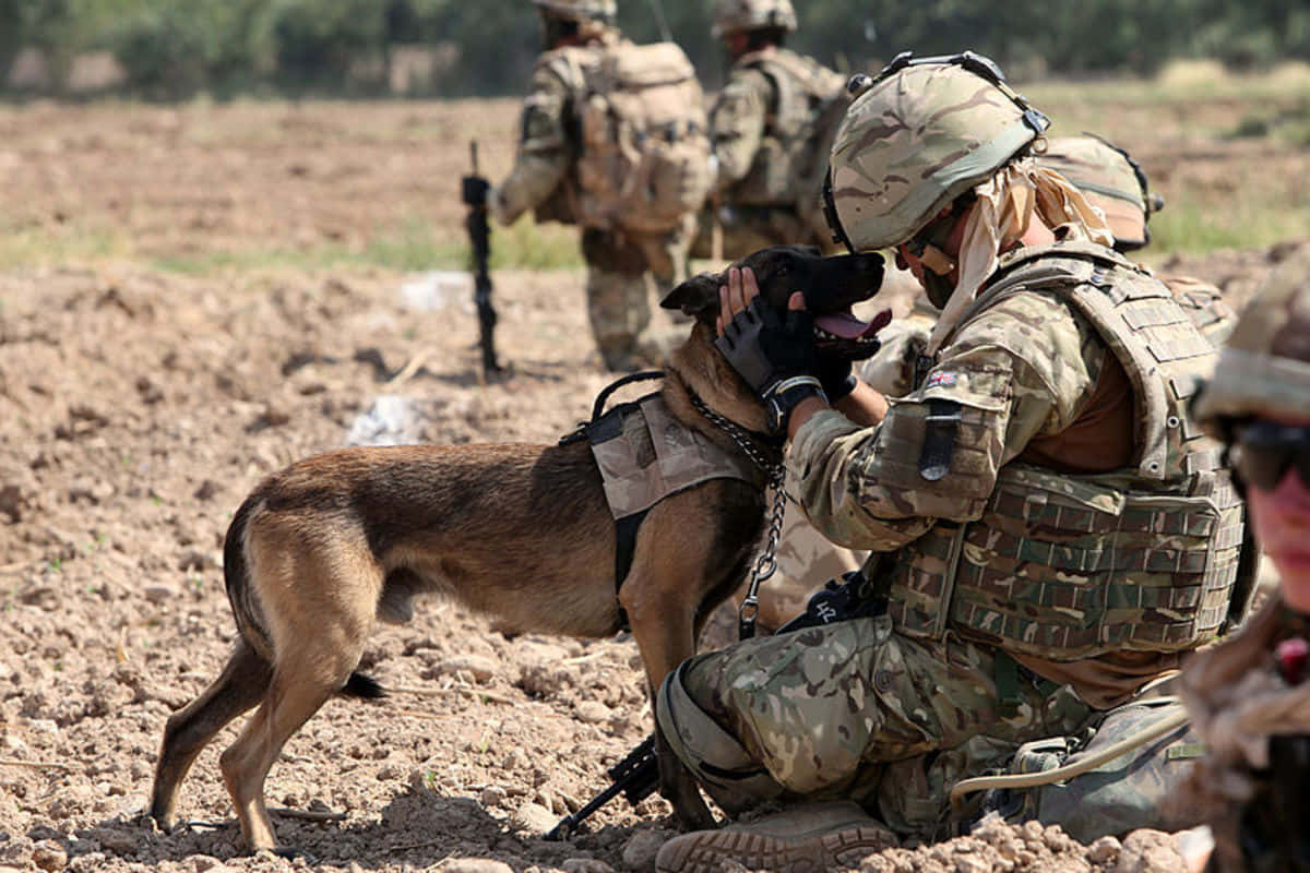 Military Canine Bond Wallpaper