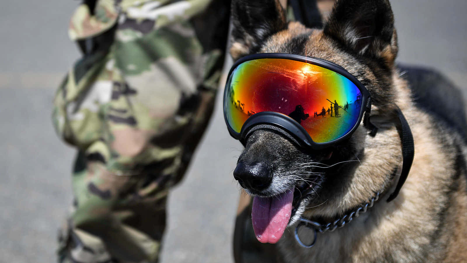 Military Caninewith Goggles Wallpaper