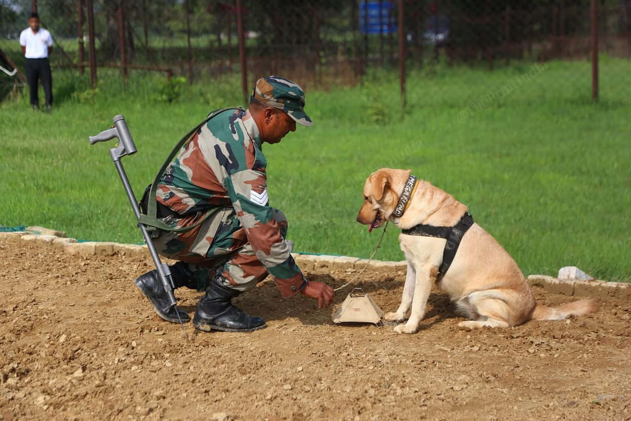 Military Dog Training Exercise.jpg Wallpaper