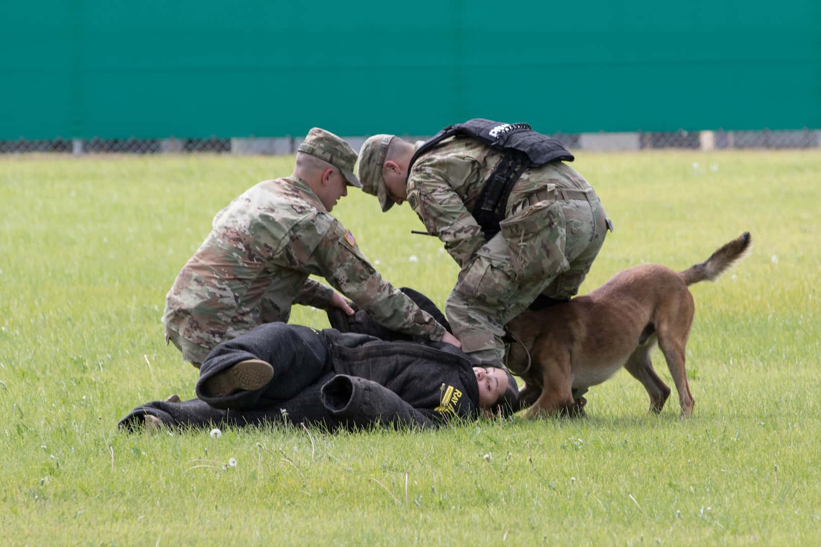 Military_ Dog_ Training_ Exercise.jpg Wallpaper