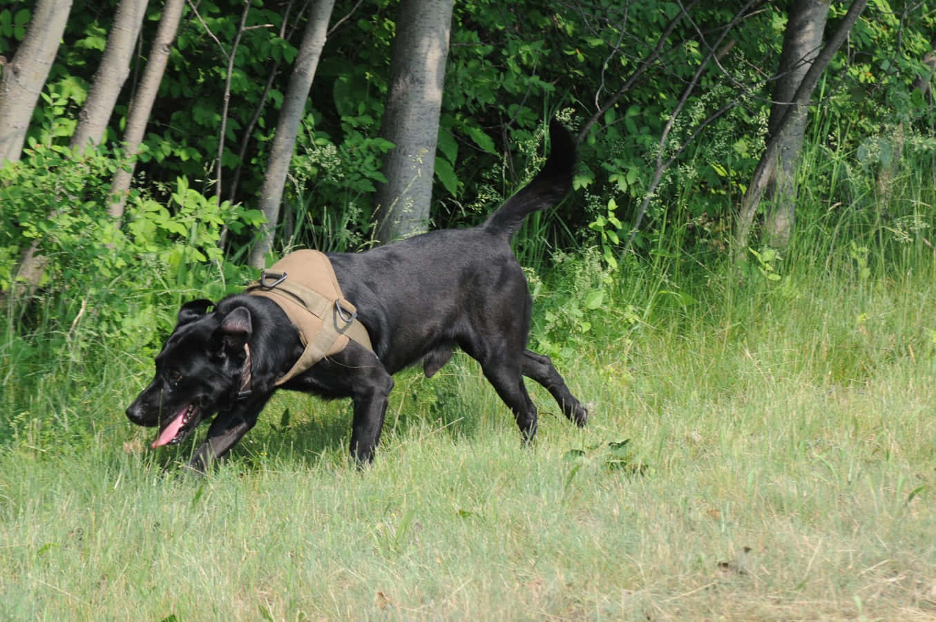 Military_ Working_ Dog_in_ Field Wallpaper