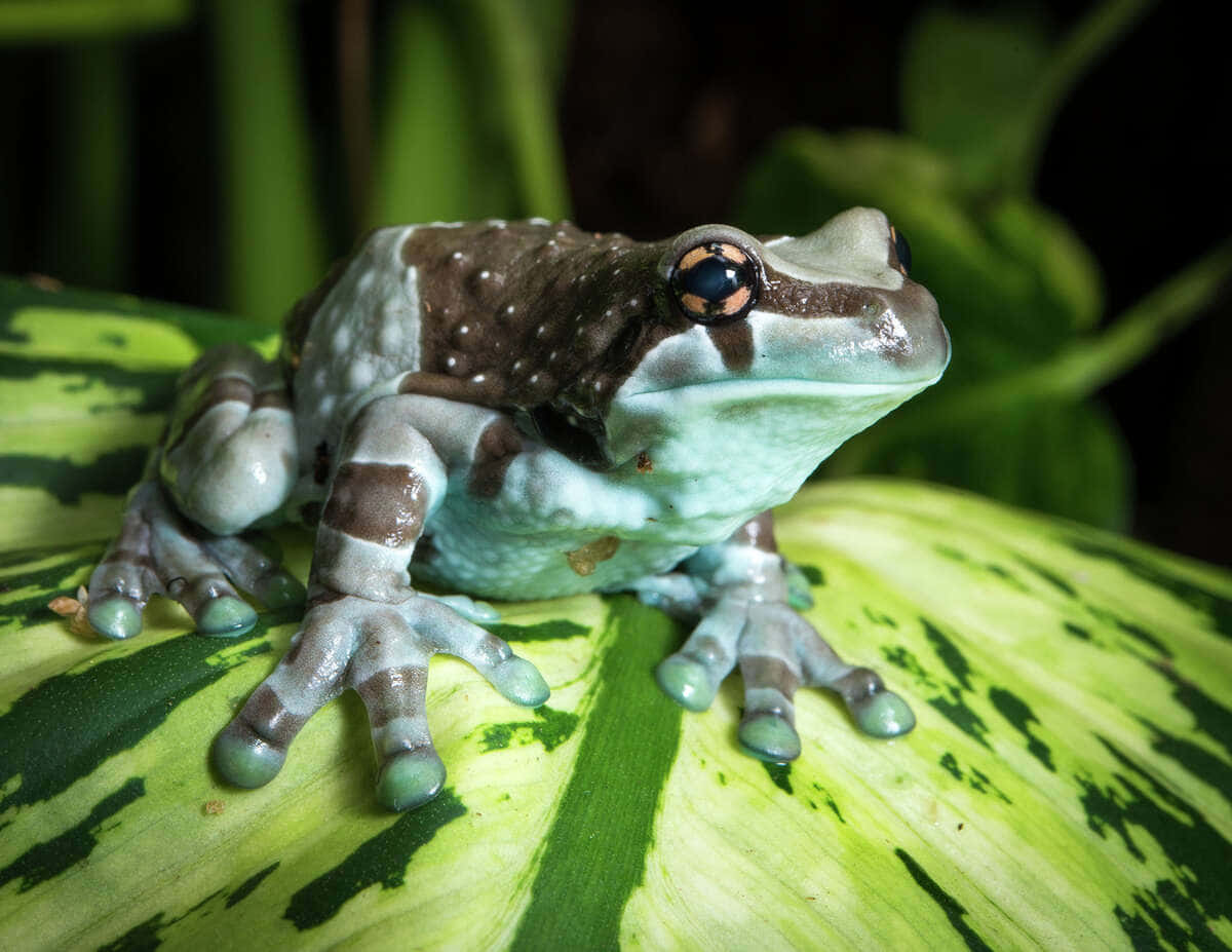 Milk Frogon Leaf Wallpaper