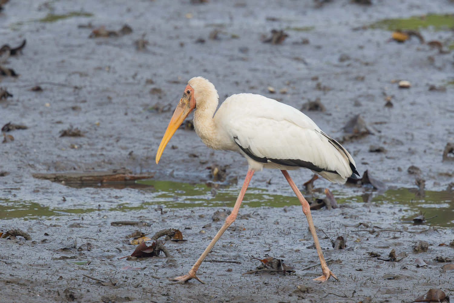 Milky Stork Wadingin Wetland.jpg Wallpaper