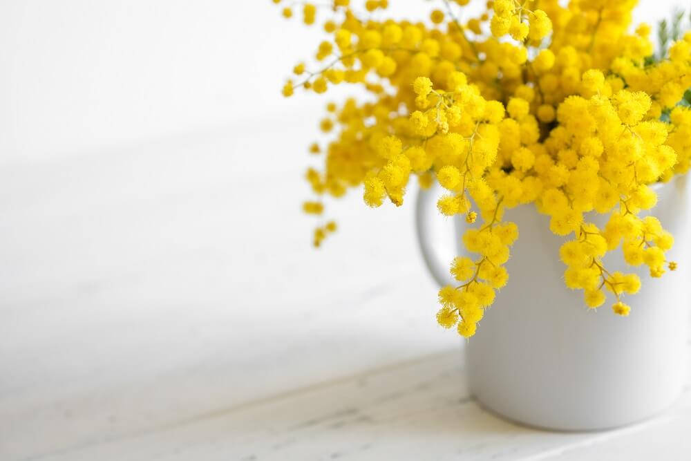 Mimosa Flowers In White Vase Wallpaper