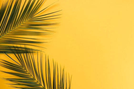 Minimalist Aesthetic Palm Leaves Wallpaper