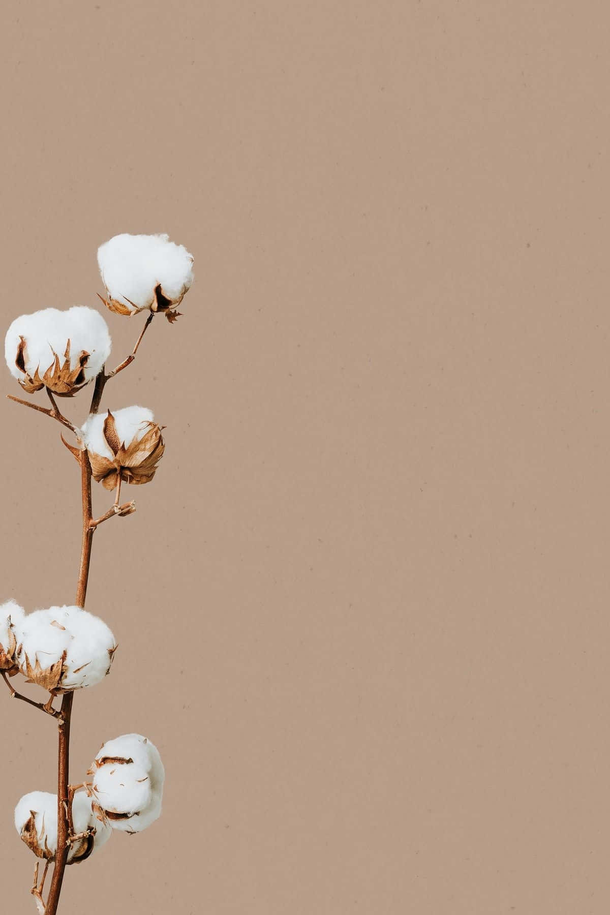 Minimalist Cotton Stem Aesthetic.jpg Wallpaper