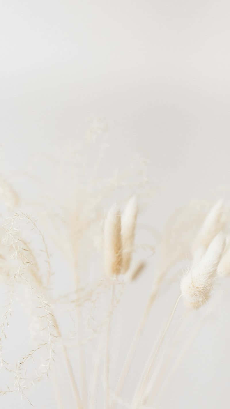 Minimalist Dried Flowers Backdrop Wallpaper