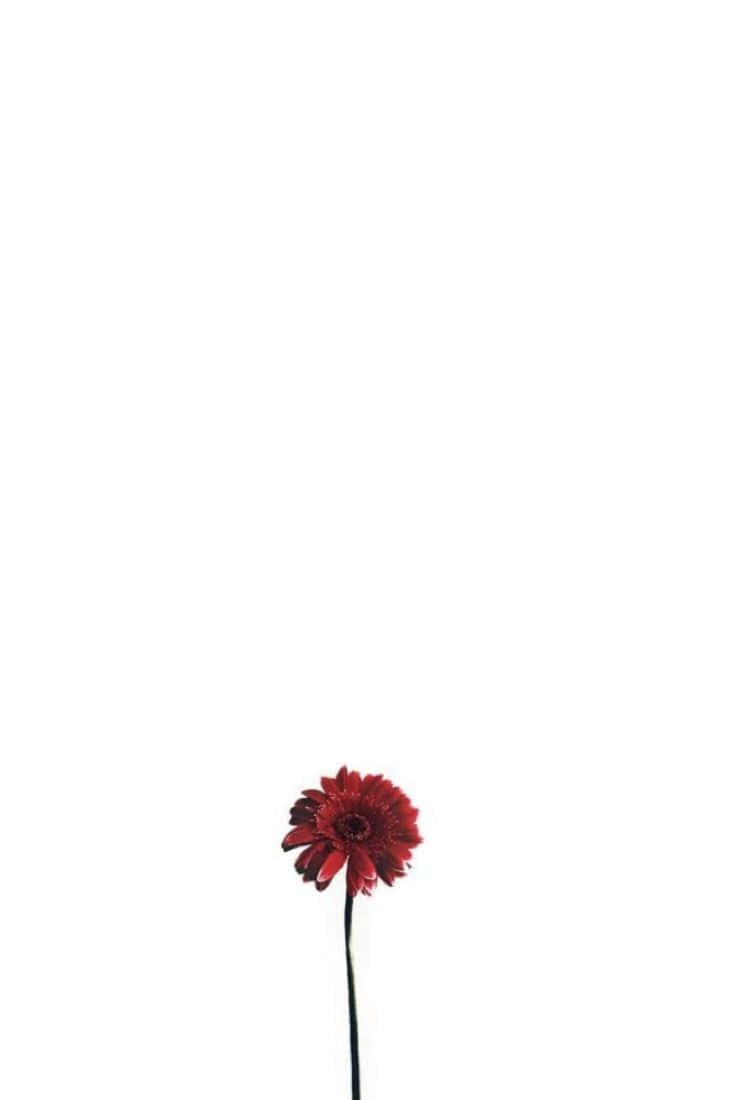 Minimalist Flowers Blossoming Against A White Background Wallpaper