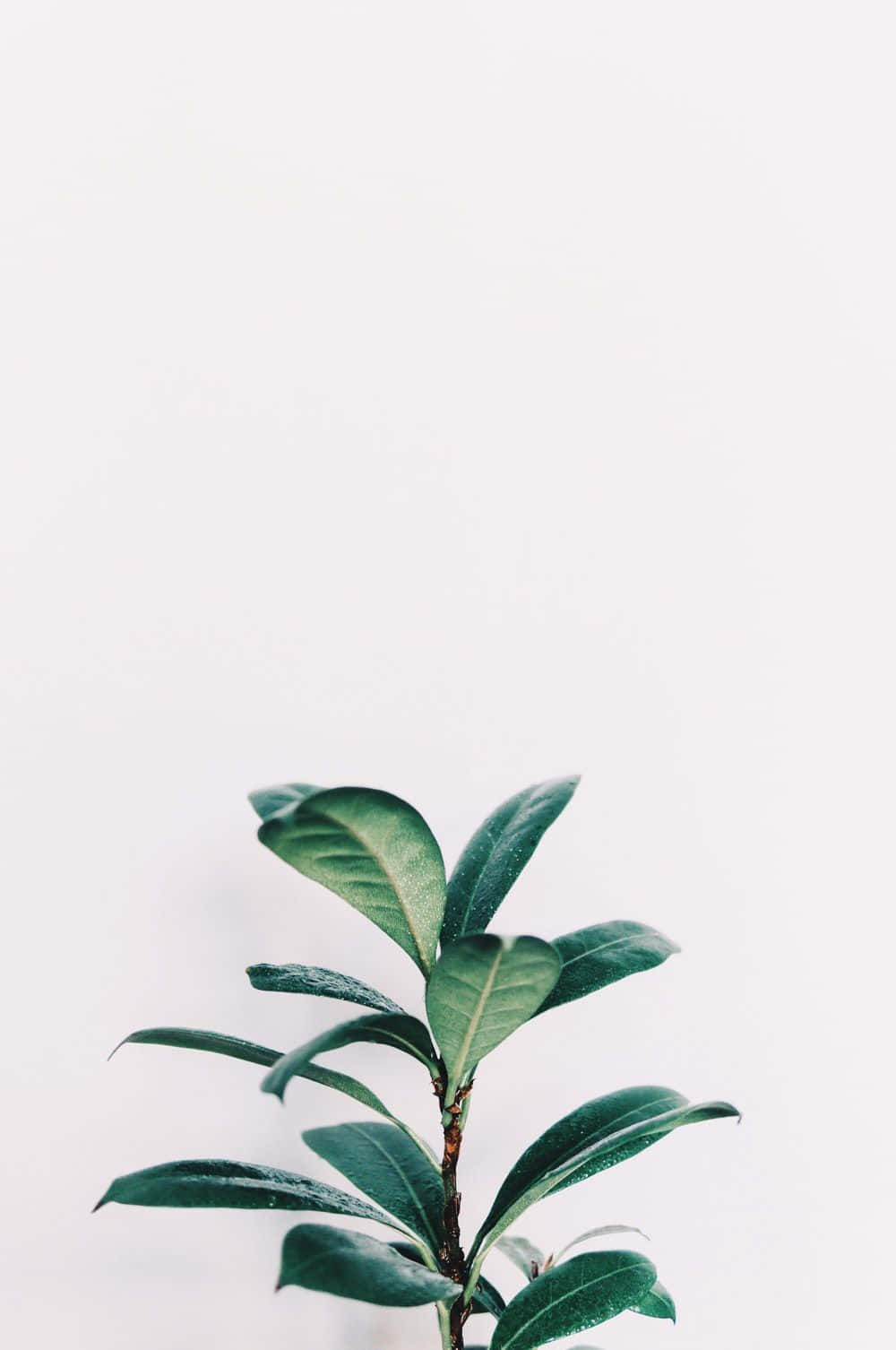 Minimalist Green Plant White Background Wallpaper