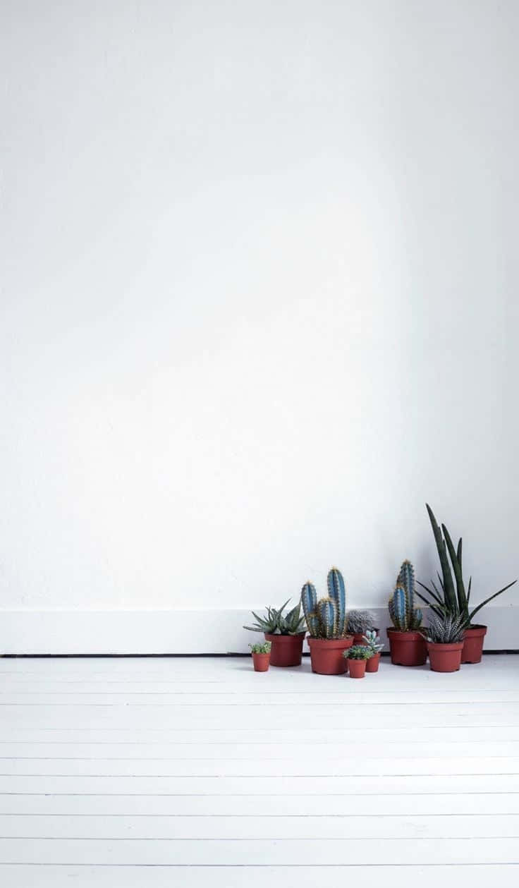 Minimalist Interiorwith Plants Wallpaper