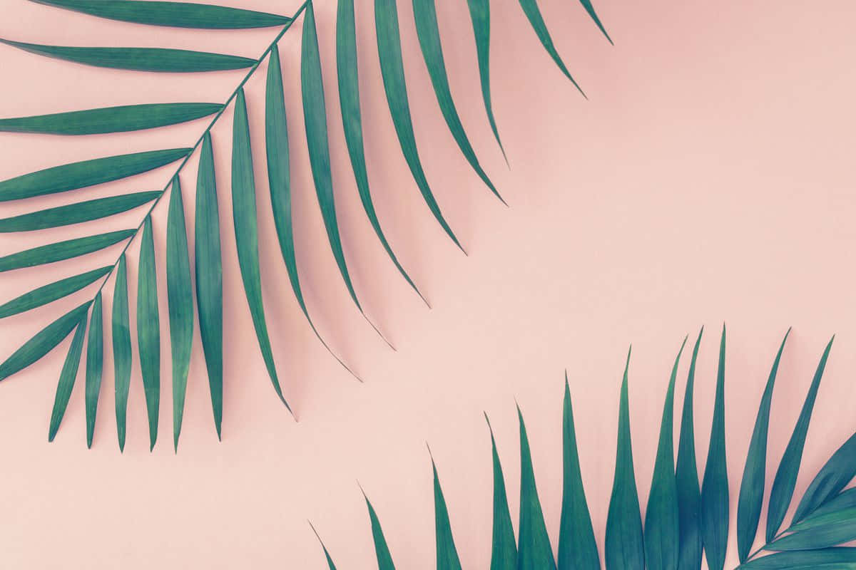 Minimalist Palm Fronds Pink Backdrop Wallpaper