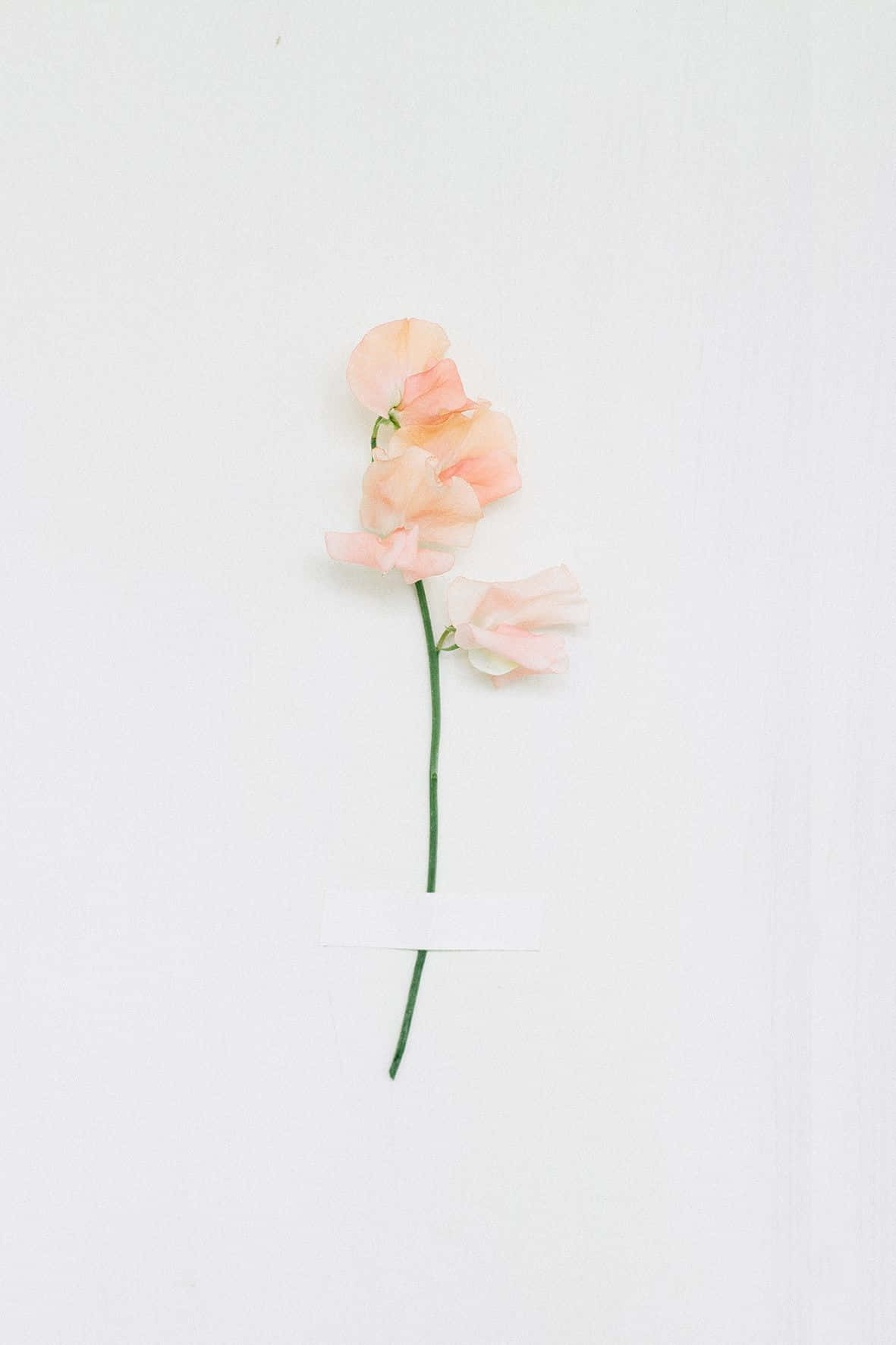 Minimalist Peach Flower Wallpaper