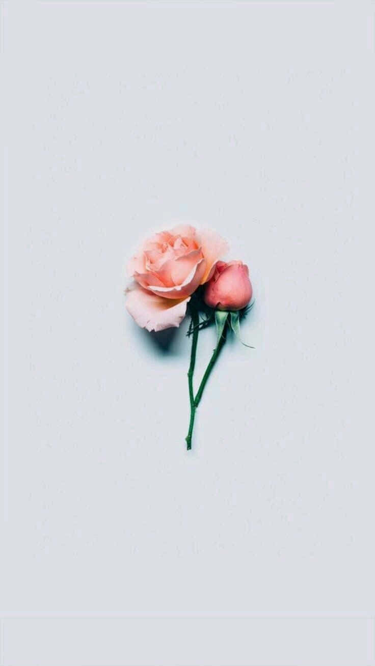 Minimalist Rose Flower Wallpaper