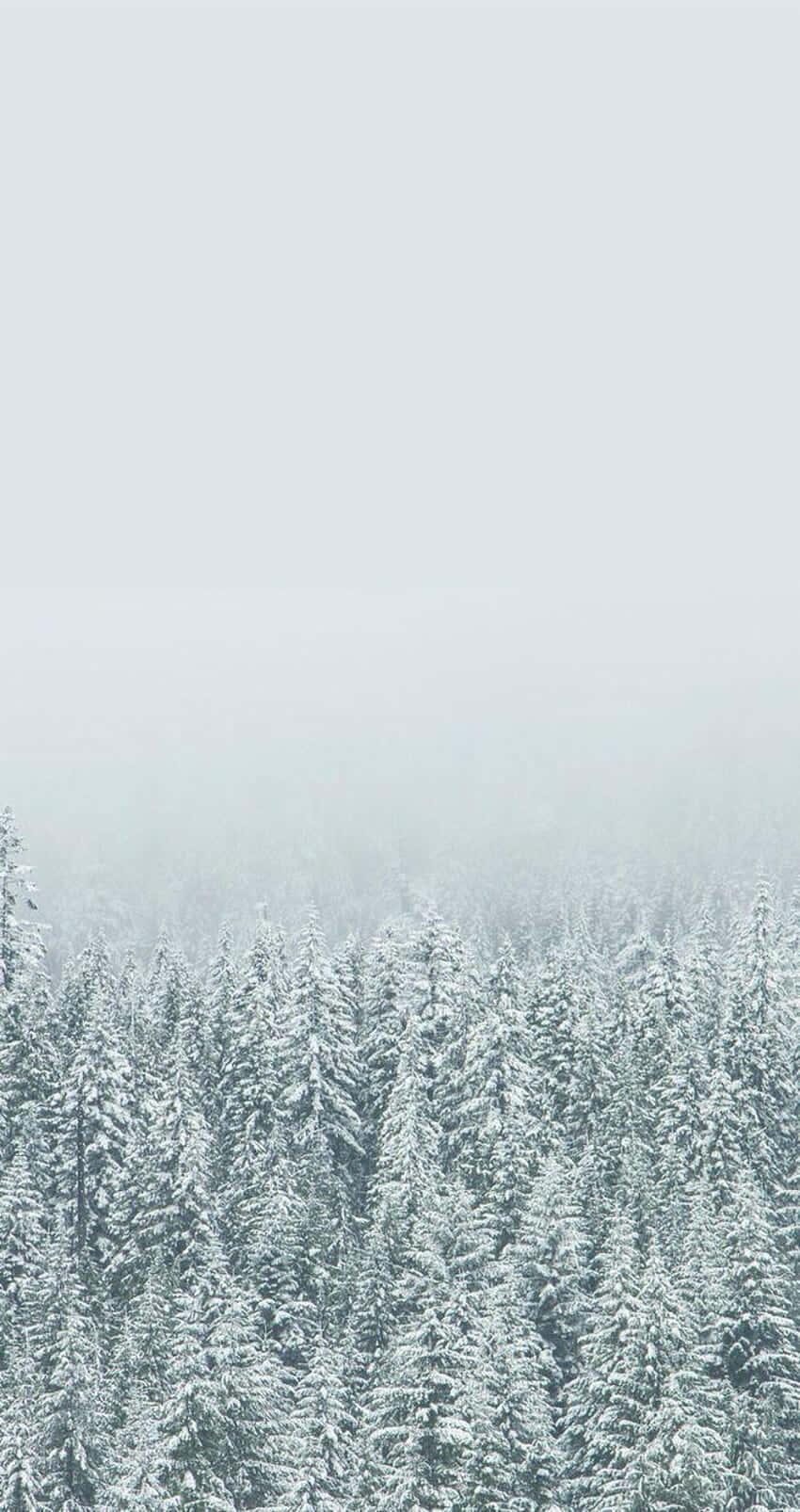 Minimalist Winter Forest Serenity.jpg Wallpaper