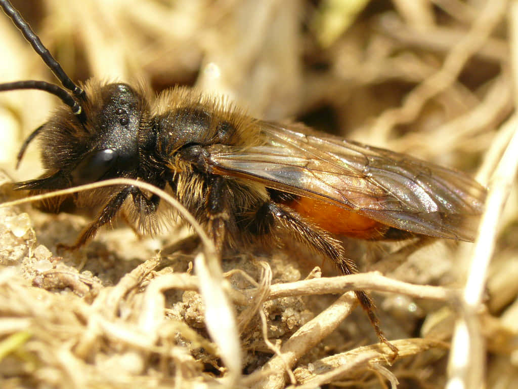 Mining Bee Closeup Wallpaper