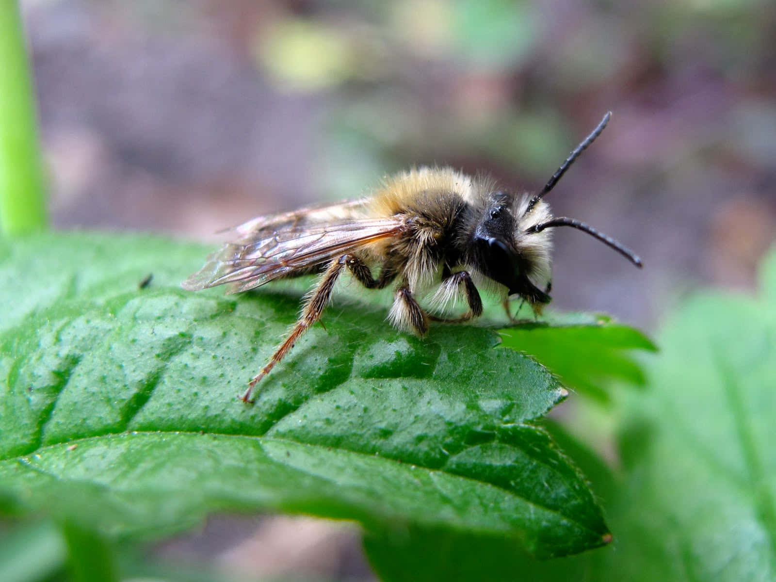 Mining Bee Restingon Leaf Wallpaper