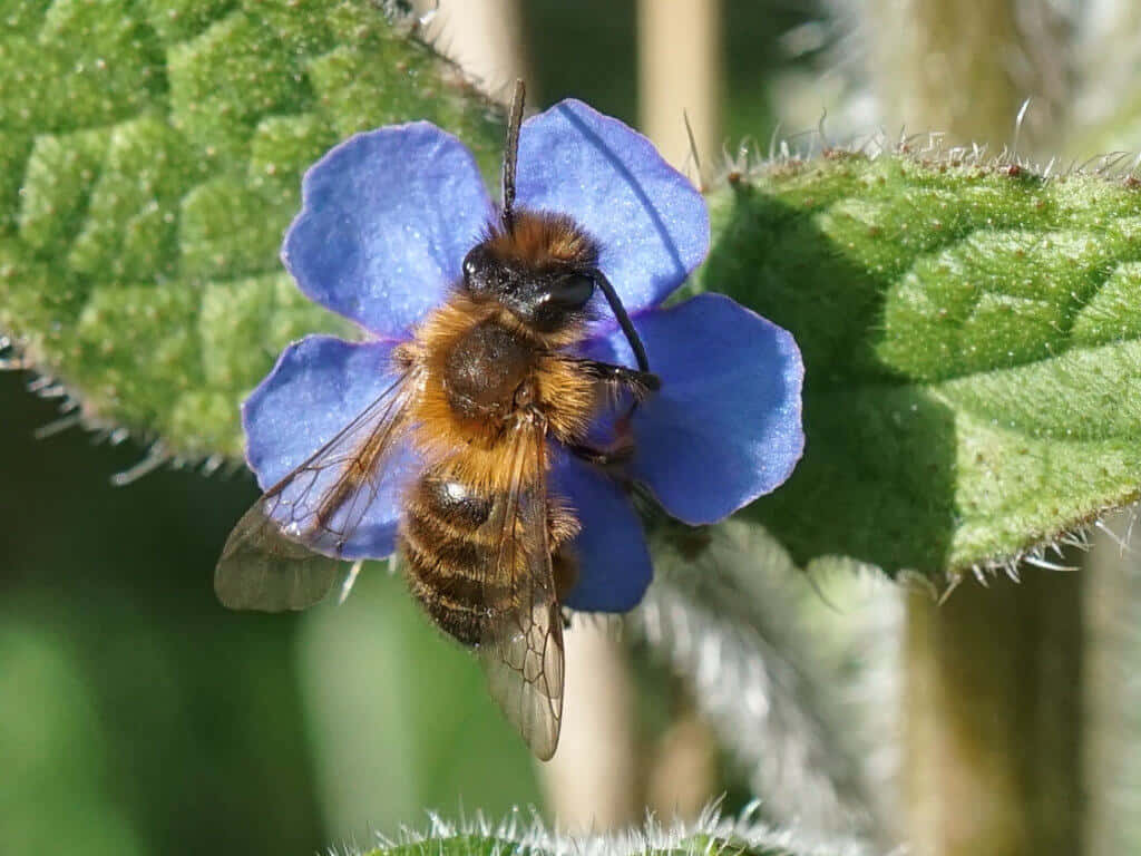 Mining Beeon Blue Flower Wallpaper