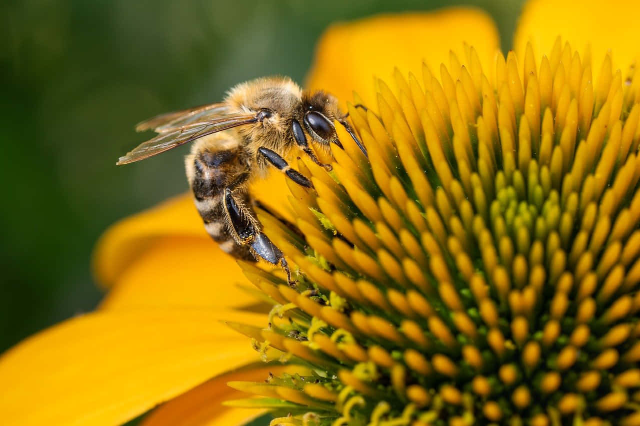 Mining Beeon Coneflower.jpg Wallpaper